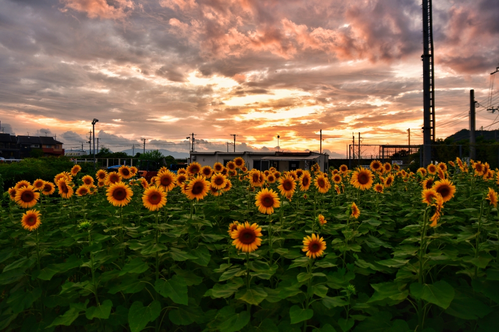 ひまわりと夕焼け